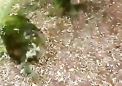 French sissy trash wench