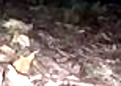 Forest,Park,Public Display