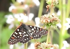 Bromo US: Brandon Evans with inked Jeff Powers rough anal fucks outdoors