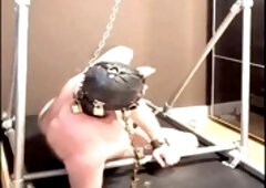 Bear bondage, hd videos, chain