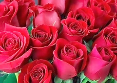 Hd videos, mature, gay porn