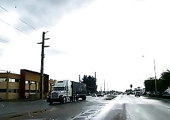 Wild cock riding inside a car