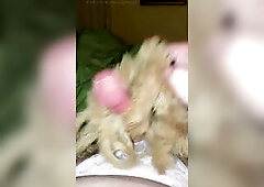 Jacking off with furry tickling Rod and Balls from precum to climax cumming