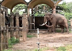 Elephants of Saigon. Vietnam